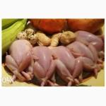 Свежайшие, домашние вкусные яйца и мясо перепелов.(оптом и в розницу)