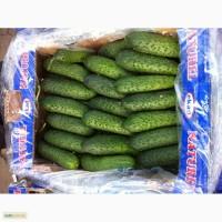 Продам огурец турция
