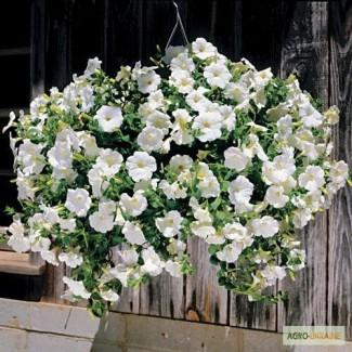 Продам семена петуния ампельная Лавина Белая F1