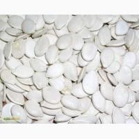 Продам сіроволжське насіння гарбуза 18 т