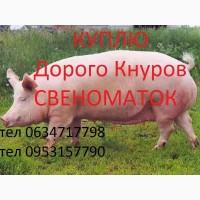 Куплю хряков нутреков свеноматок дорого