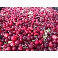 Продам клюкву