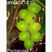 Саженцы Ореха Идеал