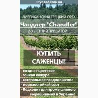 Американский Грецкий орех ЧАНДЛЕР Chandler привитой, 2-х летний