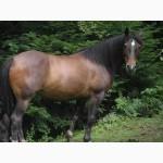 Продам кобилу