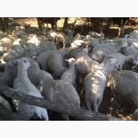 Компания на постоянной основе реализует:Баранину(Меринос), ягнята