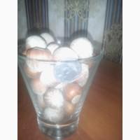 Промисловий сорт фунука Трапезунд