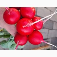 Продам тепличный редис мелким оптом