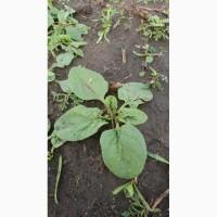 Продам шпинат матадор