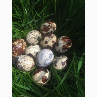 Пропам перепелині яйця, опт