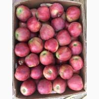 Продам яблоки Гала маст, голден, фуджи, лігольд, принц, джеремін, чемпіон