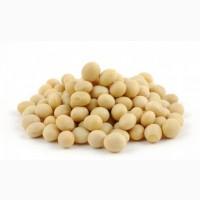 Насіння сої ГМО КАНАДА раундапостійка, семена сои трансгенной 1 репродукция