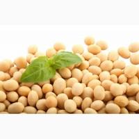 Насіння сої ГМО КАНАДА раундапостійка, семена сои трансгенной 1 репродукция