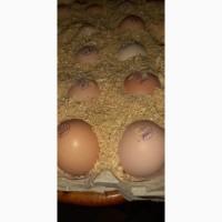 Яйцо бройлера для инкубации