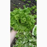 Листья салата Азарт кустовой (срочно продам)