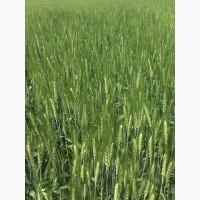 Озима пшениця ЗЕМЛЯЧКА ОДЕСЬКА (еліта, урожай 2020)