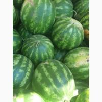 Продам кавун в Тальному, Продюсер, ОПТ