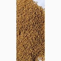 Продам жовту, білу гірчицю опт