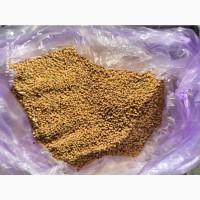 Гірчицю білу