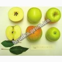 Яблуня зимова Санданс КООП-29