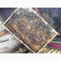 Продам бджолопакеты