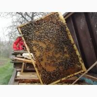 Продам бджолопакеты