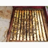 Продам бджолопакеты