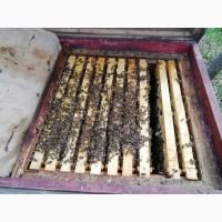 Продам бджолопакеты