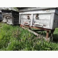 Продам бджолопакеты