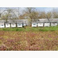 Продам бджолопакеты