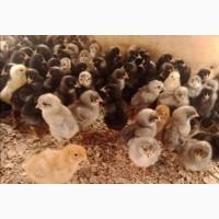 Продам курчат Домінант