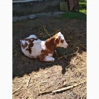 Продам теличку на корову