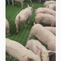 Реалізація поросят на відгодівлю