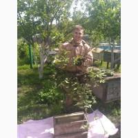 Продам бджолопакети! українська степова 3+1р
