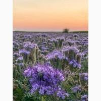 Продам СИНЯК, Фацелію, Буркун (Доннік) та інші медоноси