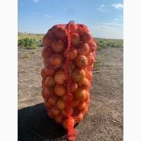 Продам лук репчатый