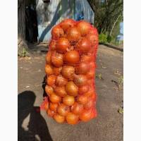 Продам лук репчатый