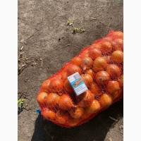 Продам лук репчатый