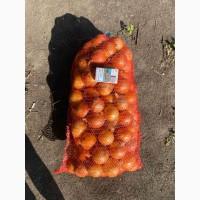 Продам лук репчатый