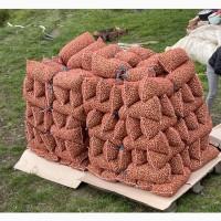 Фундук Закарпаття