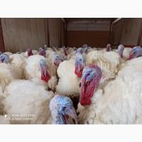 Індичата Біг 6 Венгерське потомство