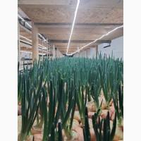 Зелена Цибуля 45-55см самовивіз, наша доставка, нова пошта фасування пучки 1кг в банановом