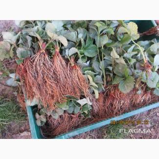 Продам саджанці полуниці