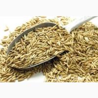Продам овес, 500 т., Сумська обл., с.Ховзівка