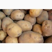 Продаж оптової картоплі 2 сорт, Львівська область