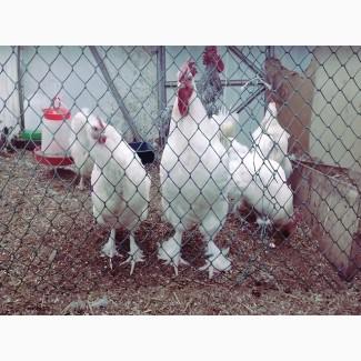 Інкубаційне яйце та курчата. Мехеленська зозуля (Малин): смугастий, білий