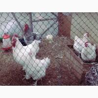 Інкубаційне яйце та курчата. Мехеленська зозуля (Малин): смугастий, білий