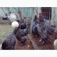 Інкубаційне яйце та курчата. Мехеленська зозуля (Малин): смугастий, білий