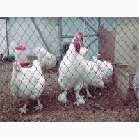 Інкубаційне яйце та курчата. Мехеленська зозуля (Малин): смугастий, білий