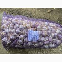 Продам часник Любаша